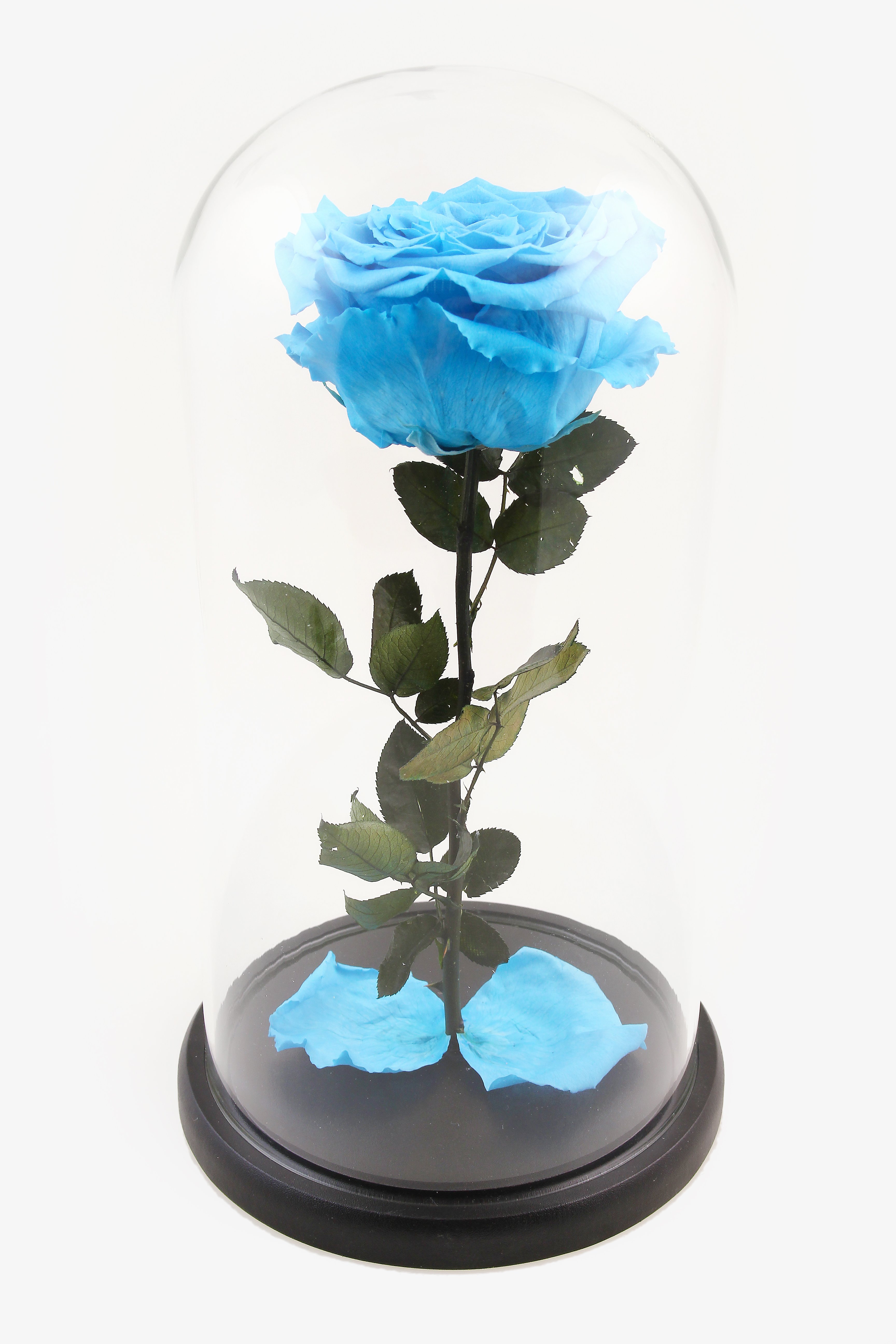 Вечная роза в колбе (голубая) в Санкт-Петербурге